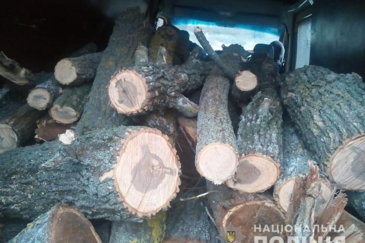 В Тарутинской громаде мужчина с сыном спилили 113 деревьев (фото)